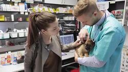 Vet checking puppy's ear Stock Footage