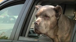 Everyone knows about bloodmobiles for humans. But a bloodmobile for dogs? The University of Pennsylvania's veterinary school operates one that collects blood from pets around Philadelphia. (May 14) News Clip