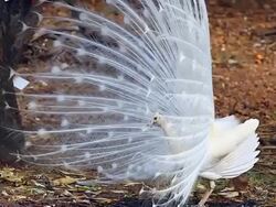 Peacock Stock Footage