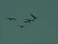 European Cranes (Grus grus) in flight, north-east Extremadura in Dehesa, Spain Stock Footage