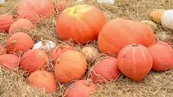 Pumpkins Stock Footage