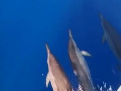 Dolphins swimming Stock Footage