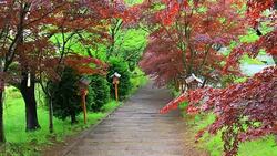 Autumnal Leaves Stock Footage