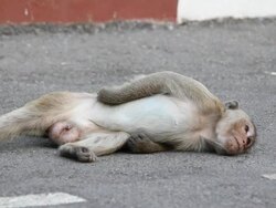 Monkey sleeping on city streets Stock Footage