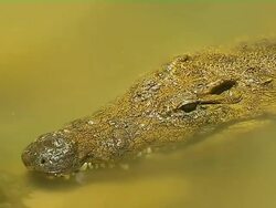 Block Shot Crocodile Mauritius Stock Footage