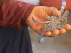 Fishermen at work, pulling the nets Stock Footage