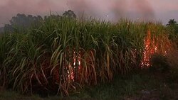 Sugar Cane Fire Stock Footage