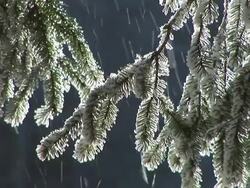 HD: Frozen twigs Stock Footage