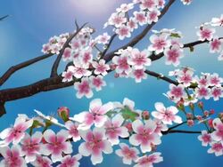 Spring_Cherry blossom Stock Footage