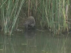 River rat 6 - HD 1080/60i Stock Footage