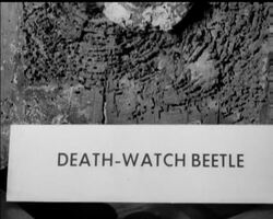 TIMBER TOPICS News Clip