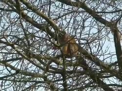 Squirrel monkey Stock Footage
