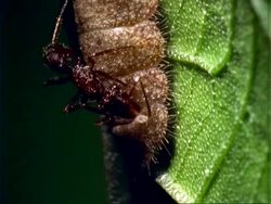CU ant collects sugary secretion from caterpillar on croton leaf.  Panama. Stock Footage