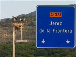 Road sign - Jerez de la Frontera A381 - White Storks (Ciconia ciconia) nesting in background, Andalucia, Spain Stock Footage