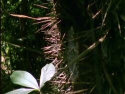 Spider, tilt up plant to spider by web, Panama Stock Footage