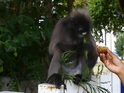 dusky leaf monkey Stock Footage