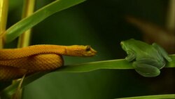 A yellow eyelash viper flicks its tongue at a green frog and the frog jumps away. Stock Footage