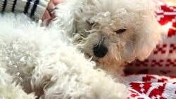 cute white dog sleeping on a Christmas blanket Stock Footage
