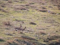 WS PAN Shot of Pair of Mountain Gazelles try to mate on rocky hillside / Jerusalem, Judea, Israel Stock Footage