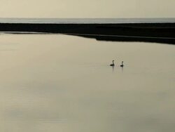 MS Couple of swan swim on calm lagoon at sunset / Iceland  Stock Footage