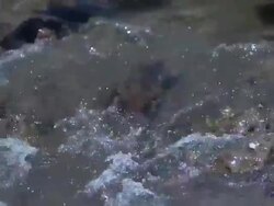 Beaver entering dam Stock Footage