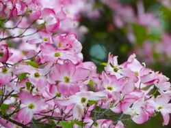 Doogwood Flower Blossom Stock Footage