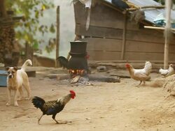 MS SLO MO Shot of Chickens pecking around cooking fire and dog trying to chase them / Muang Ngoi, Luang Prabang, Laos Stock Footage