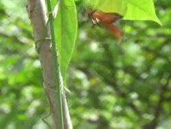 Heliconius hecale Stock Footage