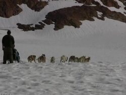 Dog Sled Team Stock Footage