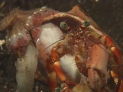 Hermit Crabs, fighting, one leaves, Indonesia  Stock Footage