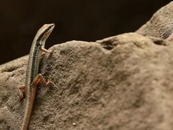 Skink rest on the rock Stock Footage