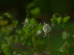 CU SLO MO Shot of dandelion being blown by wind and seeds coming off stem / Morristown, New Jersey, United States Stock Footage