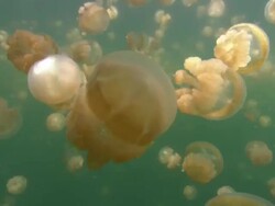 Jellyfish Lake, Mestigia Descending, Palau, South Pacific  Stock Footage