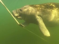 Manatee playing and scratching anchor rope. Crystal River, Florida, USA  Stock Footage
