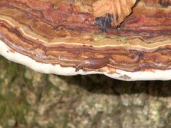 CU Shot of funcal infestation on tree in woodland / Freudenburg, Rhineland Palatinate, Germany Stock Footage