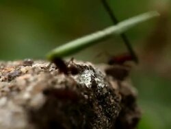 Ants 04 Stock Footage