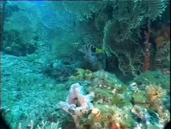 Mediterranean, fish swimming through colourful mixed coral. Stock Footage
