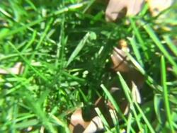Lady Bugs in Grass NTSC Stock Footage