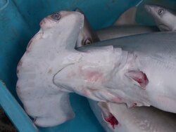ECU Dead juvenile finned hammerhead and thresher sharks in crate / Brunei, Brunei Darussalam Stock Footage