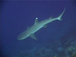 Ras Mohammed National Park, Red Sea, white tip reef shark (Triaenodon obesus) moving over reef. Stock Footage