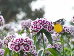 butterfly eat honey from purple and white flower Stock Footage