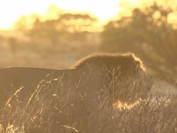 Lion Stock Footage