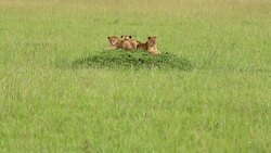 Lioness Hunting / Preying at wild Stock Footage