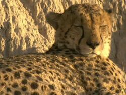 CU PAN Shot of cheetah lying at base of termite mound resting and observing surroundings / Okavango Delta, North-West District, Botswana Stock Footage