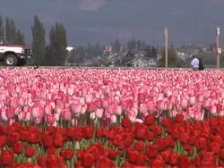 Tulip Farm #03 Stock Footage