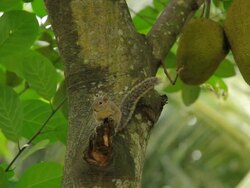 Jack Fruit tree Stock Footage