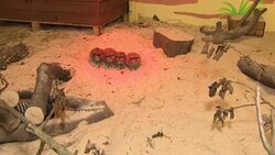 Meerkats in an animal sanctuary News Clip
