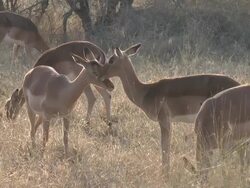 impala Stock Footage