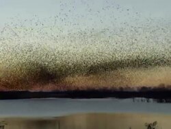 Starling flock in flight Stock Footage