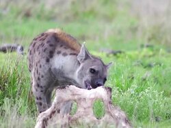 Hyaena atEtosha National Prk Stock Footage